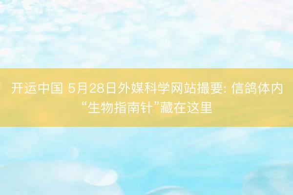 开运中国 5月28日外媒科学网站撮要: 信鸽体内“生物指南针”藏在这里